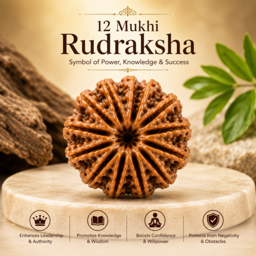 12 Mukhi Rudraksha – Divine Bead for Leadership, Confidence & Vitality