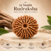 14 Mukhi Rudraksha – Deva Mani for Clarity & Foresight