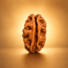 2 Mukhi Rudraksha – Benefits, Mantra, Moon & Ardhanarishvara